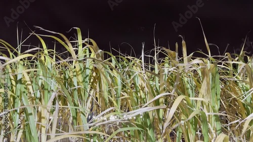 Yellow dry grass moving in wind at night, illuminated stalks and leaves swaying gently, calm natural