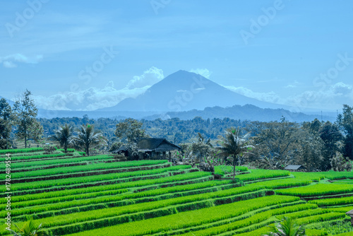 Iconic terraced rice fields in Bali, UNESCO heritage site, tropical agricultural landscape.