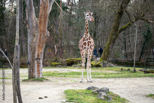 Photography Giraffe