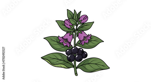 Detailed botanical illustration capturing the deadly nightshade plant in bloom and berry ready for