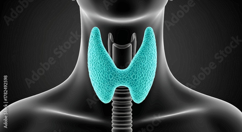 Detailed thyroid gland anatomy visualization for medical education purposes enhanced with 3D