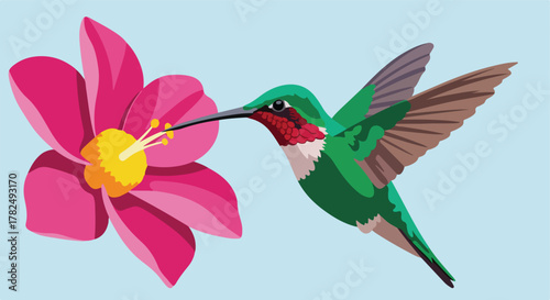 Hummingbird approaching flower to feed on nectar