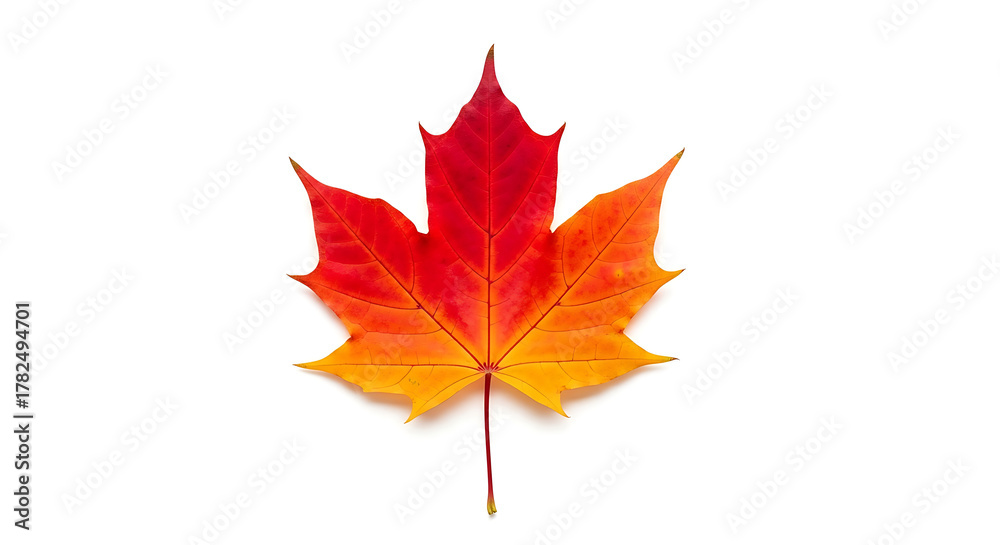 Obraz premium A strikingly vibrant maple leaf showcasing the rich and warm hues of autumn, symbolizing the beauty of nature's seasonal transformation in a captivating display of color