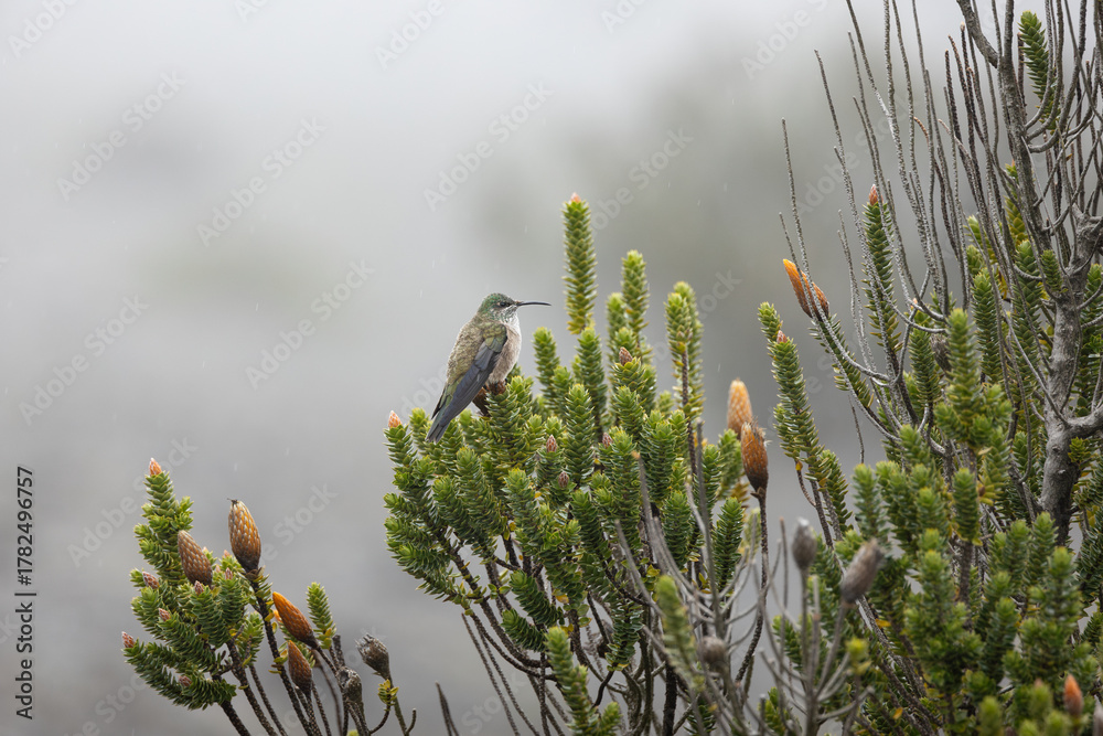 Fototapeta premium Chimborazo Hillstar hummingbird perched and feeding in the rain on Andean Chuquiraga shrubs, photographed on the slopes of Mount Chimborazo, Ecuador.