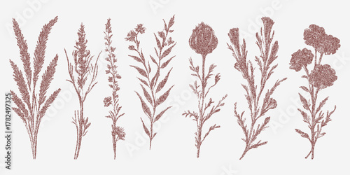 Botanical illustrations of flowers in stipple and grain texture, soft dust overlay and faint stains for a classic vintage floral print.