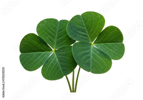 Isolated Four-leaf Clover Lucky Charm St Patricks Day symbol of good fortune and Irish heritage