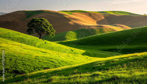 Fototapeta Naklejka Na Ścianę i Meble -  Rolling green hills bathed in golden sunlight, with solitary tree.