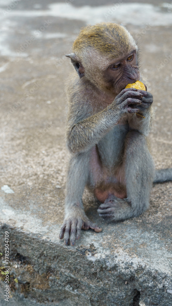 Naklejka premium Young ape munching, Juvenile monkey inspecting yellow fruit Nusa Penida Kelingking Beach Bali