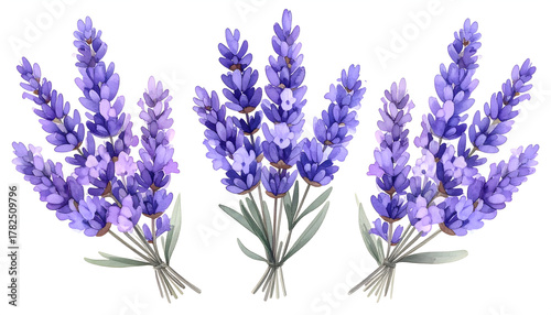 Watercolor Lavender in Bloom: A close-up showcases vibrant, elegant lavender bouquets, capturing the essence of the fragrant herb's beauty.