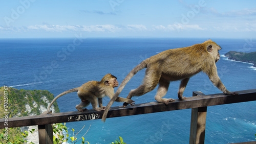 Slika na platnu Wildlife troop examining tropical cliffs and vibrant waters Nusa Penida Kelingki