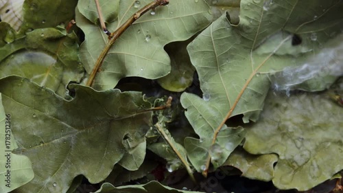 Water drops touch dry leaves, creating visual contrast of life and decay, contrast between moisture and fragility, contrast turning nature into poetic metaphor for renewal.
