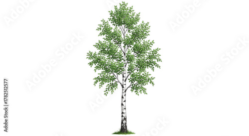 Isolated Birch Tree Summer Foliage for Landscape Design Website Banners and Seasonal Decoration Projects