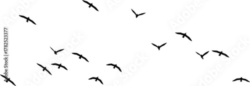 Flying birds silhouette, flock in motion, migratory birds, wildlife formation, sky freedom, nature flight, avian group, minimal vector, black shapes, isolated background