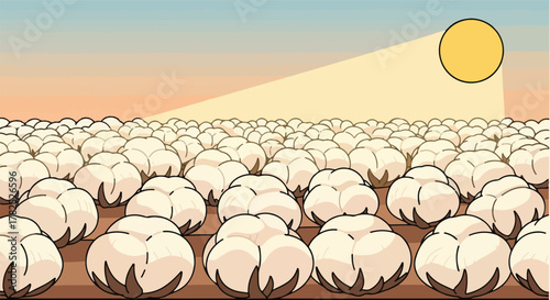 Cotton field with a rising sun and blue sky