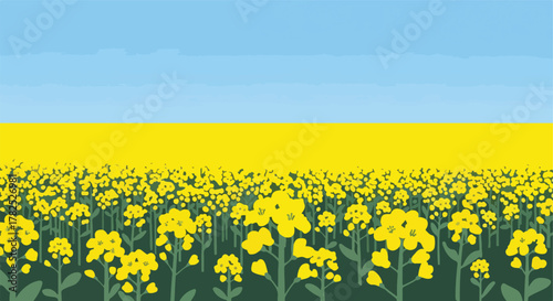 Field of yellow flowers, blue sky, and Ukrainian colors