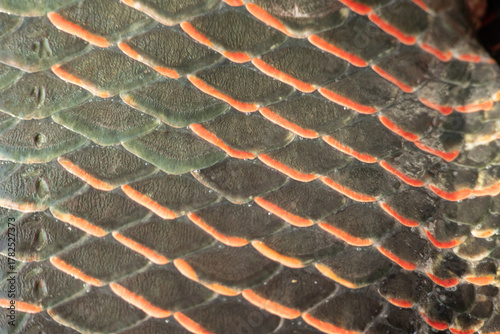 arapaima