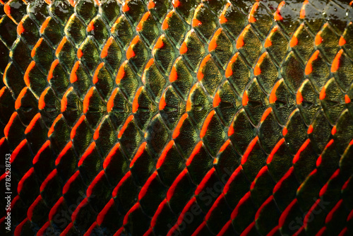 arapaima scale 