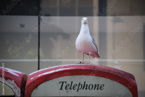 A gull perched on a dirty telephone box in Liverpool, UK