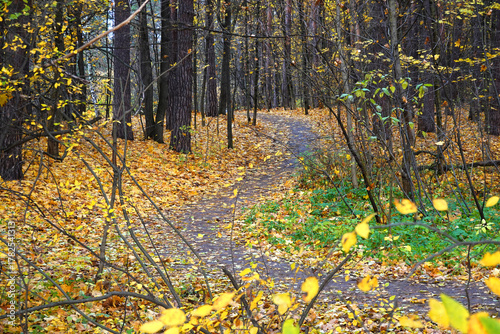 A beautiful landscape with a winding path in an autumn forest strewn with fallen yellow leaves