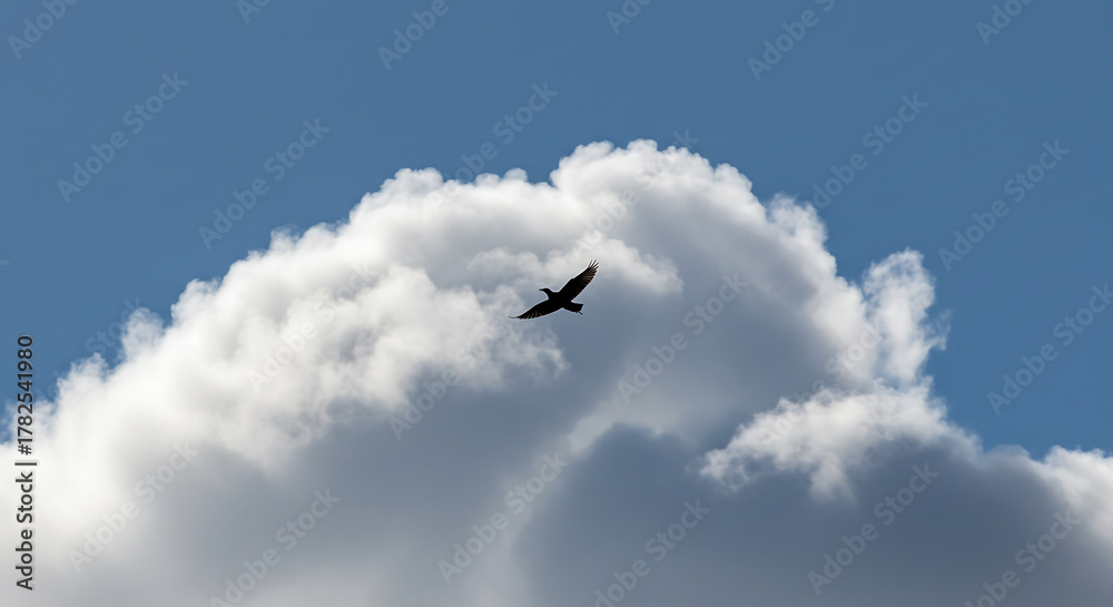Fototapeta premium Crow Flying Against Cloud and Blue Sky