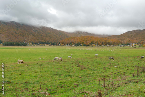 A cow grazing on the shores of Laceno Lake in Campania, Italy.