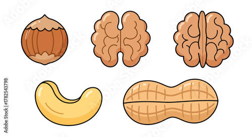 Charming nut assortment illustration, showcasing a hazelnut, two walnut halves, cashew and peanut