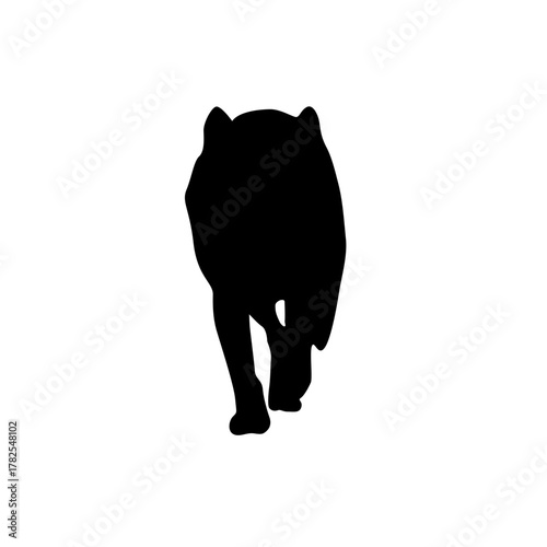 Silhouette of a powerful wolf walking directly towards the viewer on a white background