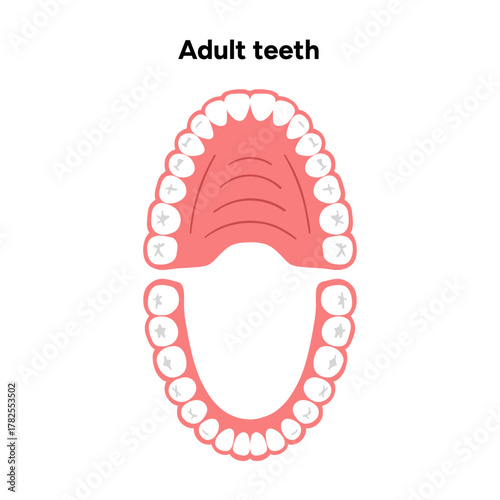 Hand-drawn dental infographic. Types of Teeth Adult. Incisors, canines, premolars, and molars. Educational dental posters, learning materials, clinics, pediatric dentistry, oral hygiene 