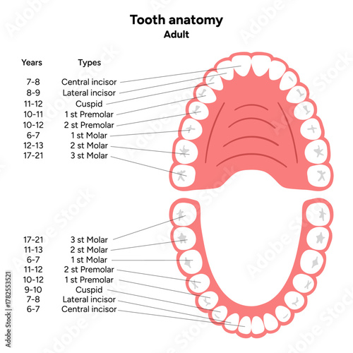 Hand-drawn dental infographic. Types of Teeth Adult. Incisors, canines, premolars, and molars. Educational dental posters, learning materials, clinics, pediatric dentistry, oral hygiene 