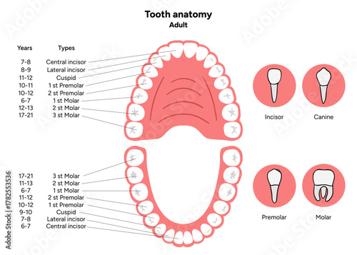 Hand-drawn dental infographic. Types of Teeth Adult. Incisors, canines, premolars, and molars. Educational dental posters, learning materials, clinics, pediatric dentistry, oral hygiene 