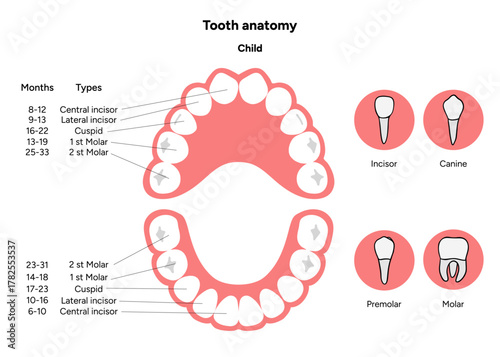 Hand-drawn dental infographic. Types of Teeth Children. Incisors, canines, and molars. Educational dental posters, learning materials, clinics, pediatric dentistry, oral hygiene 