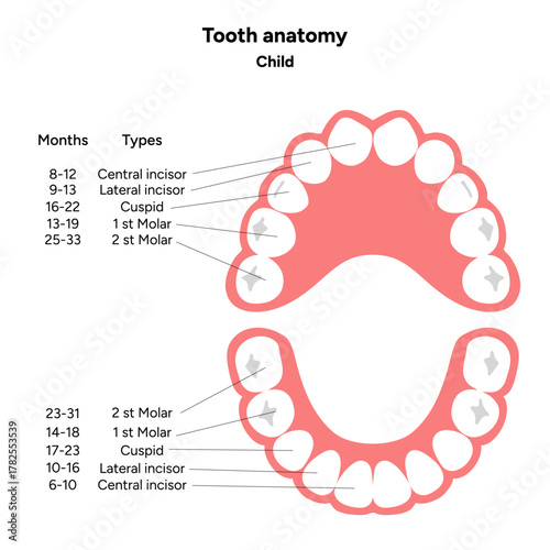 Hand-drawn dental infographic. Types of Teeth Children. Incisors, canines, and molars. Educational dental posters, learning materials, clinics, pediatric dentistry, oral hygiene 