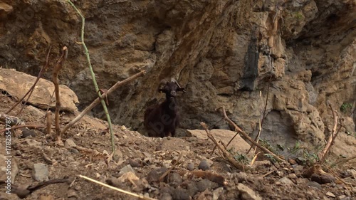 Wallpaper Mural Bouc qui mastique au milieu des rochers, il fait une tête amusante pour tenter de m'effrayer.  Torontodigital.ca