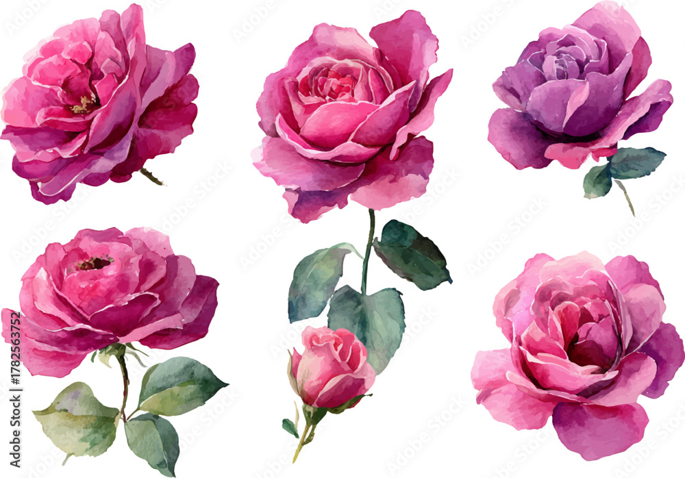 Fototapeta premium pink roses on white background