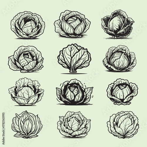 A Collection or set of Simple cabbage vegetable line art vector illustration