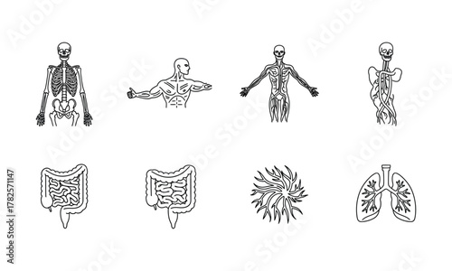 Human anatomy system icon set with skeletal, muscular, circulatory, digestive, nervous, and respiratory organs in minimal line style