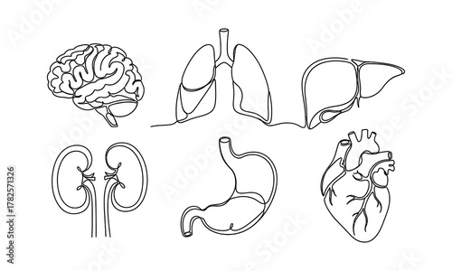 Human organ icon set with brain, lungs, liver, kidney, stomach, and heart drawn in elegant minimal continuous one-line art style