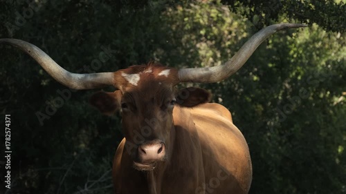 Texas longhorn cow closeup in farm field, looking at camera with large horns.