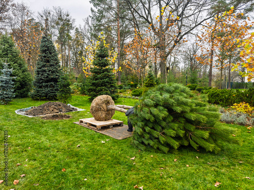 Landscaping service planting evergreen shrub with exposed root system in green lawn surrounded by colorful autumn trees. Replanting a tree in the garden