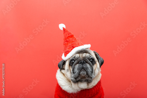 Dog pug wearing santa hat and red sweater on red background. Holiday season symbol showing joy, warmth and festive spirit through adorable pet portrait. Copy space