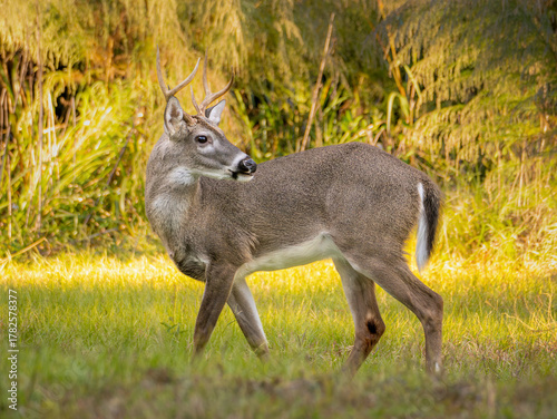 young white tailed deer buck grazing in the middle of a meadow