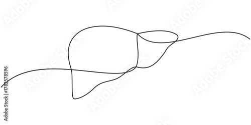 Human liver anatomy outline continuous one line drawing minimalist medical organ vector illustration