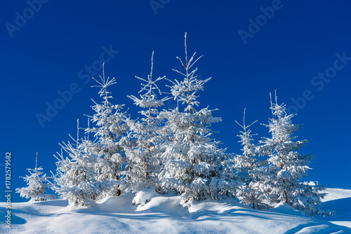 amazing mountain winter landscape with fir trees at dawn. (natural Christmas background)