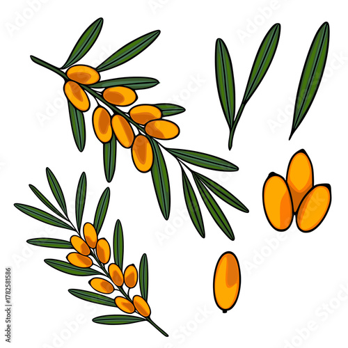 A vibrant vector illustration showcasing clusters of sea buckthorn berries on branches with elongated green leaves, complemented by individual berries and detached leaves.