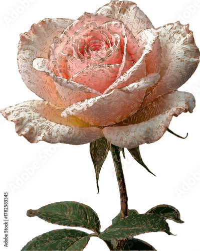 red rose on white background