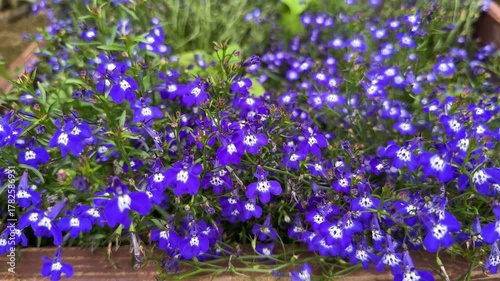 Beautiful blooming lobelia in sunny May