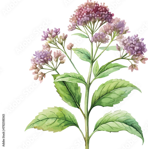 Medical Valeriana Plant with Pink Flowers Botanical Classic Watercolor Vector Illustration