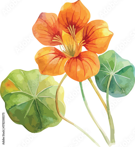Tropaeolum Nasturtium Flower Botanical Watercolor Vector Illustration