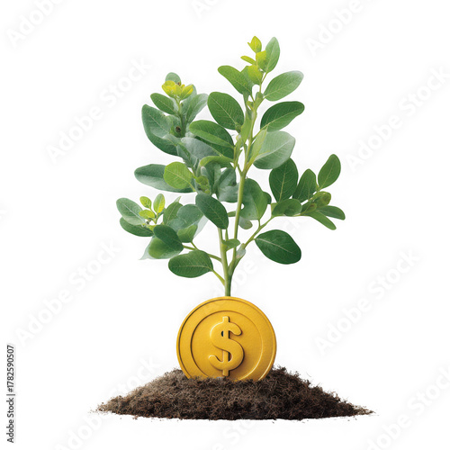 Growing money plant on white background