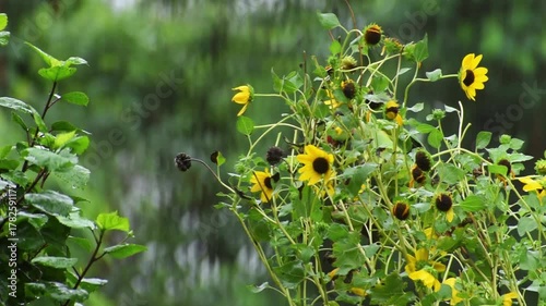 The rose-ringed parakeet also known as the ring-necked parakeet. Rose-ringed parakeets usually feed on buds, fruits, vegetables, nuts, berries, and seeds.